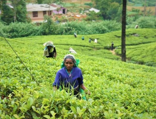 5 gute Gründe, um Sri Lanka zu besuchen