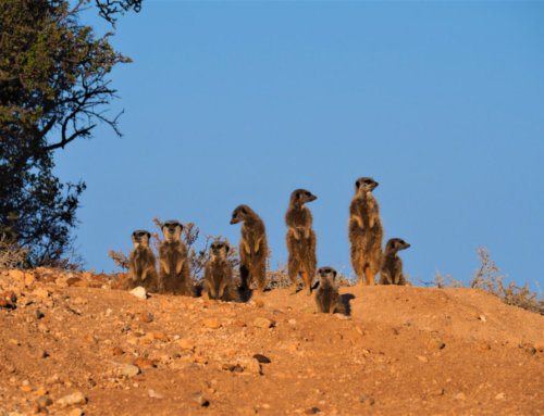 Südafrika Garden Route – meine Highlights