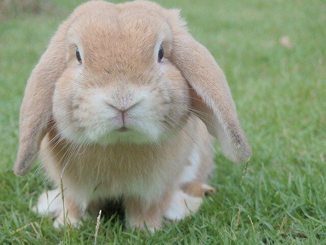Osterhase